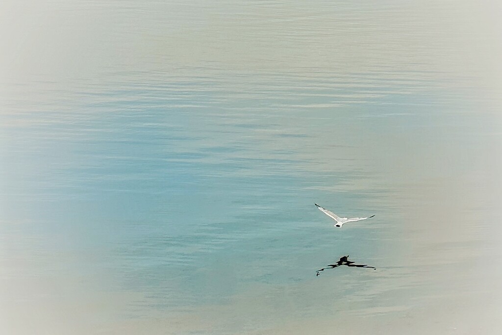 Seagull Minimal by jnewbio