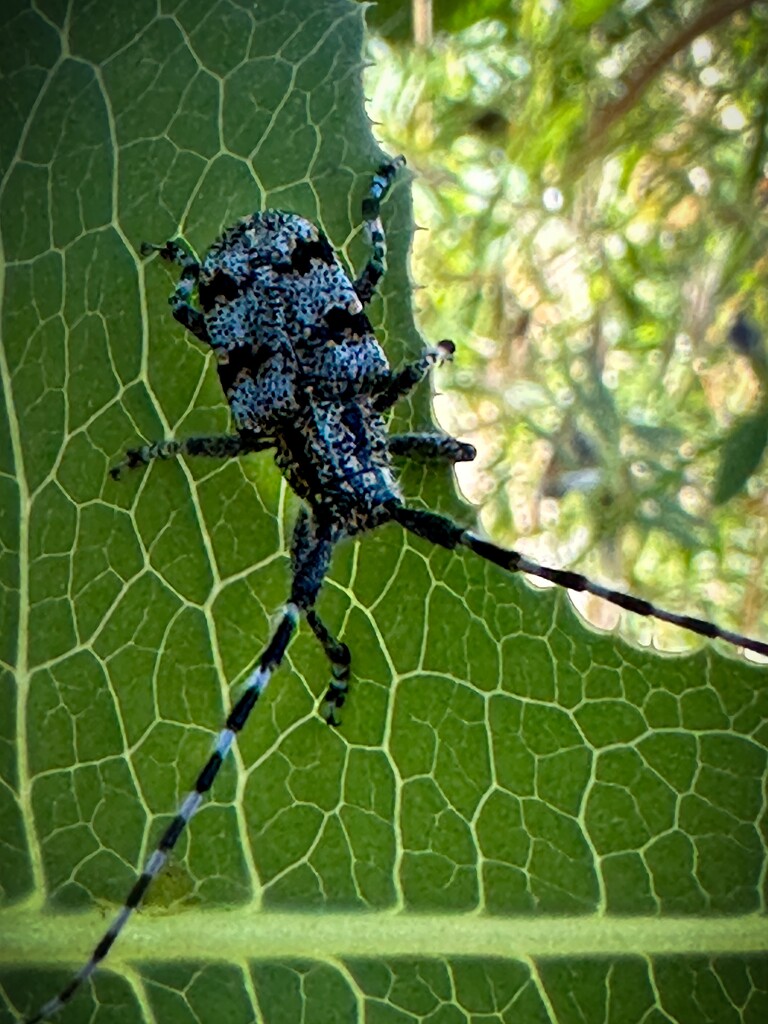 Colorful Insect by shutterbug49