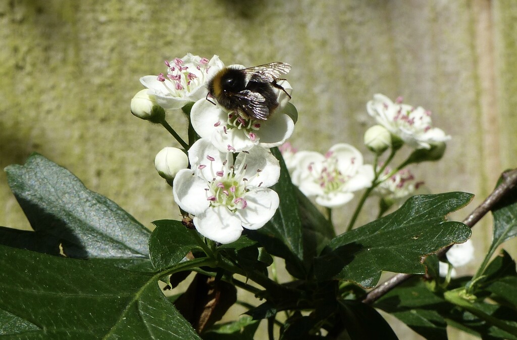 Bee on Hawthorne by susiemc