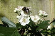 11th May 2024 - Bee on Hawthorne