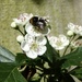 Bee on Hawthorne by susiemc