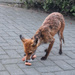 Feeding time for the neighbourhood fox