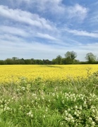 11th May 2024 - Fields of gold!