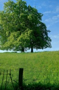 11th May 2024 - Buttercup Meadow