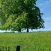 Buttercup Meadow