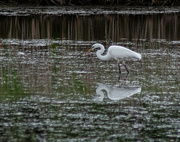 11th May 2024 - Great egret-3