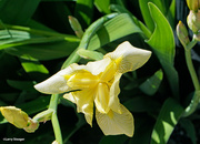 11th May 2024 - First spring Iris