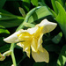 First spring Iris by larrysphotos