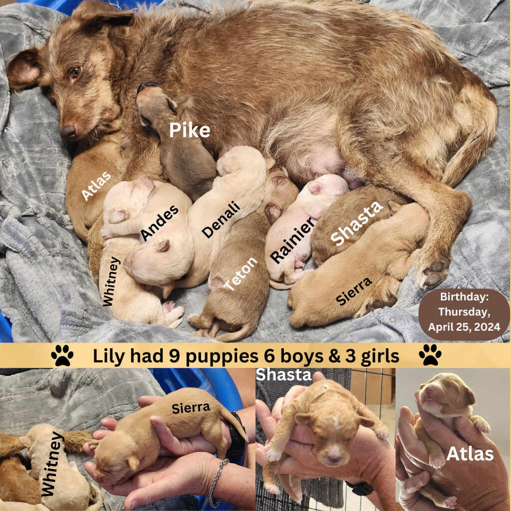 Lily had her Puppies!! by mariaostrowski