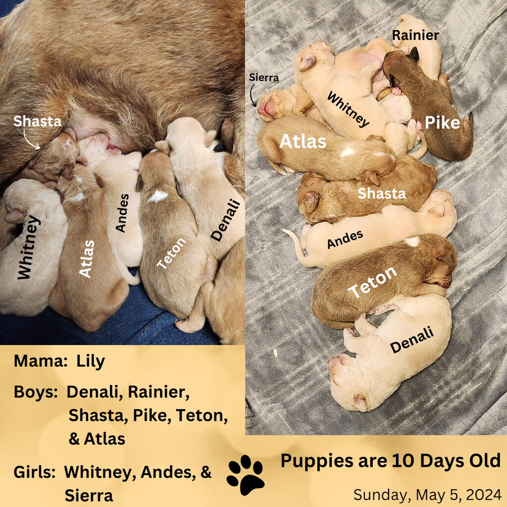 Meet the Puppies by mariaostrowski