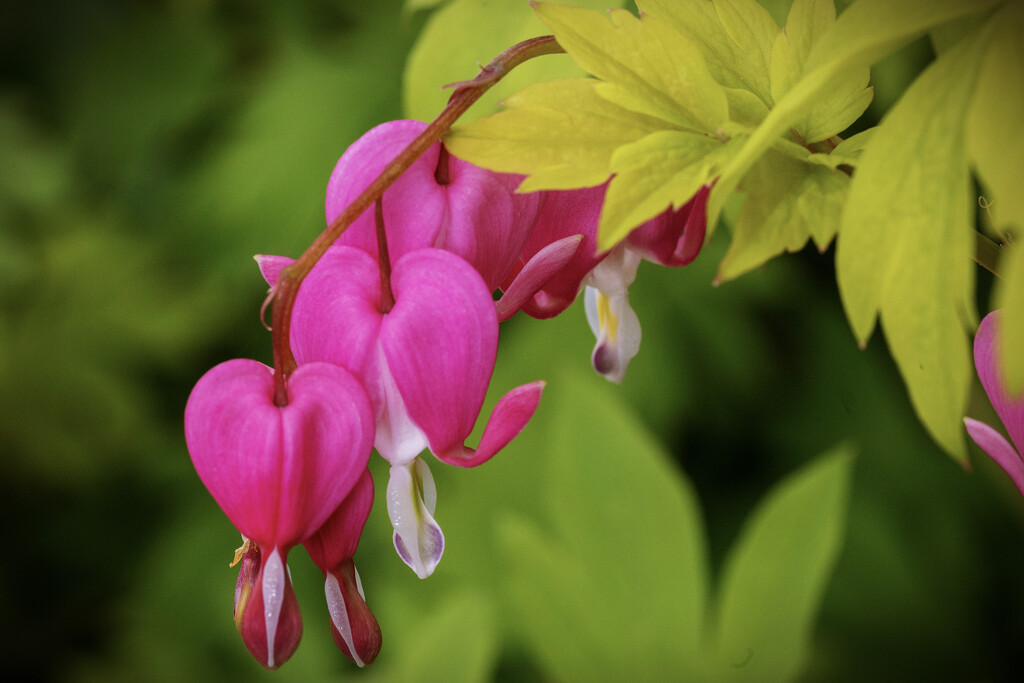 Bleeding Hearts by pdulis