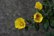 10th May 2024 - Yellow Moss Roses