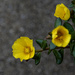 Yellow Moss Roses