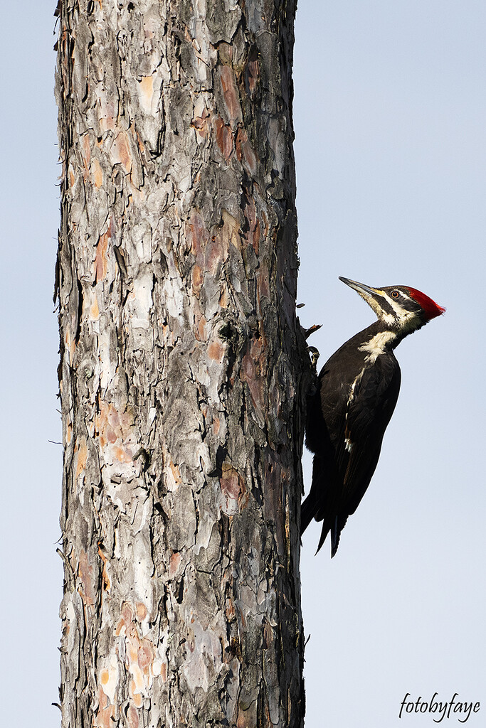 Pileated Woodpecker by fayefaye