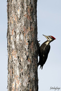 11th May 2024 - Pileated Woodpecker