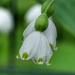 snowdrops by amyk