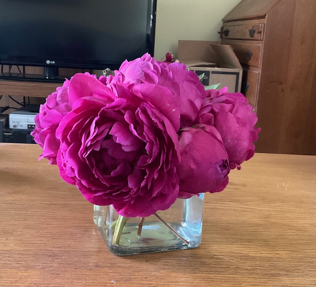 Perfect Peonies by allie912