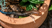 11th May 2024 - Skink Lizard on the Flower Pot!
