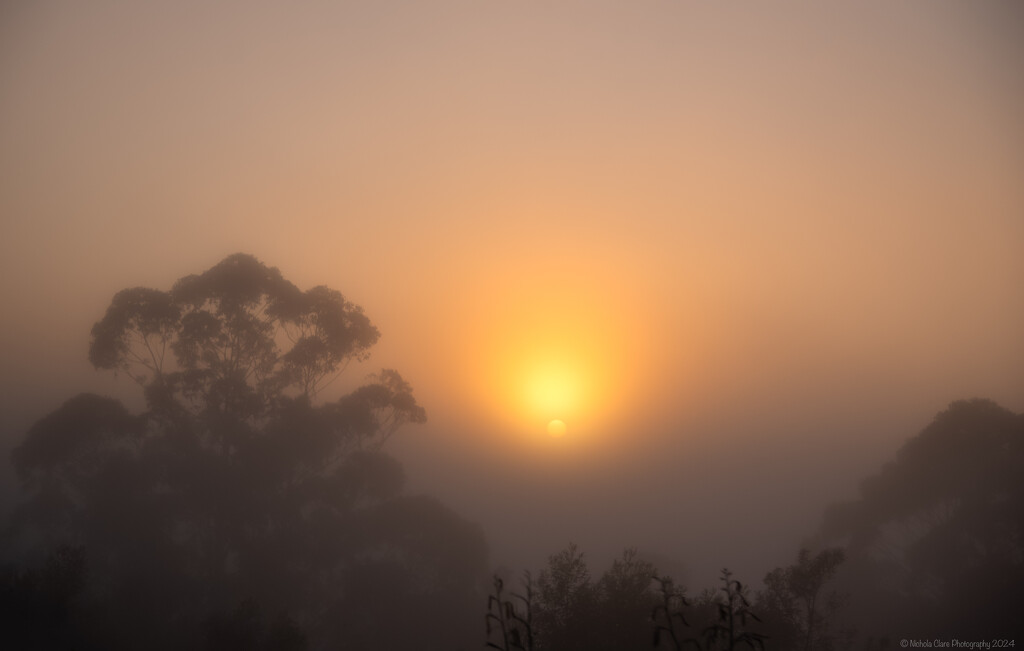 Foggy Sunrise by nickspicsnz