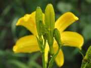 12th May 2024 - Behind the yellow lily