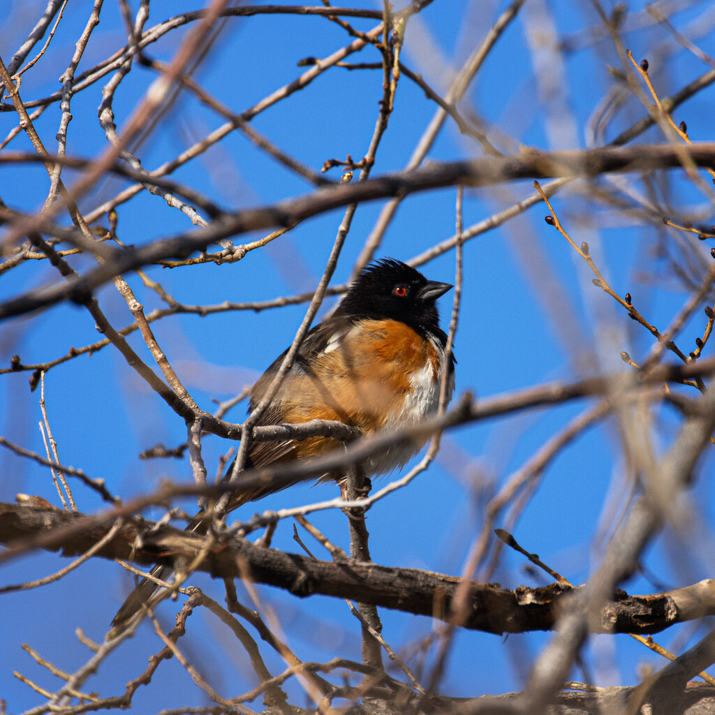 towhee by aecasey