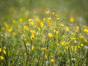 11th May 2024 - Meadow buttercup