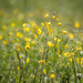 Meadow buttercup by haskar