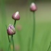 Chives by jamibann