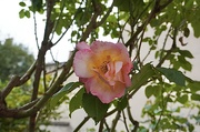 12th May 2024 - The garden is blooming with roses 