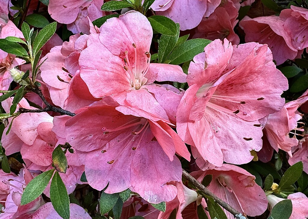 Beautiful Satsuki azaleas bloom long after the other azaleas in May instead of March. by congaree