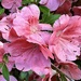 Beautiful Satsuki azaleas bloom long after the other azaleas in May instead of March.