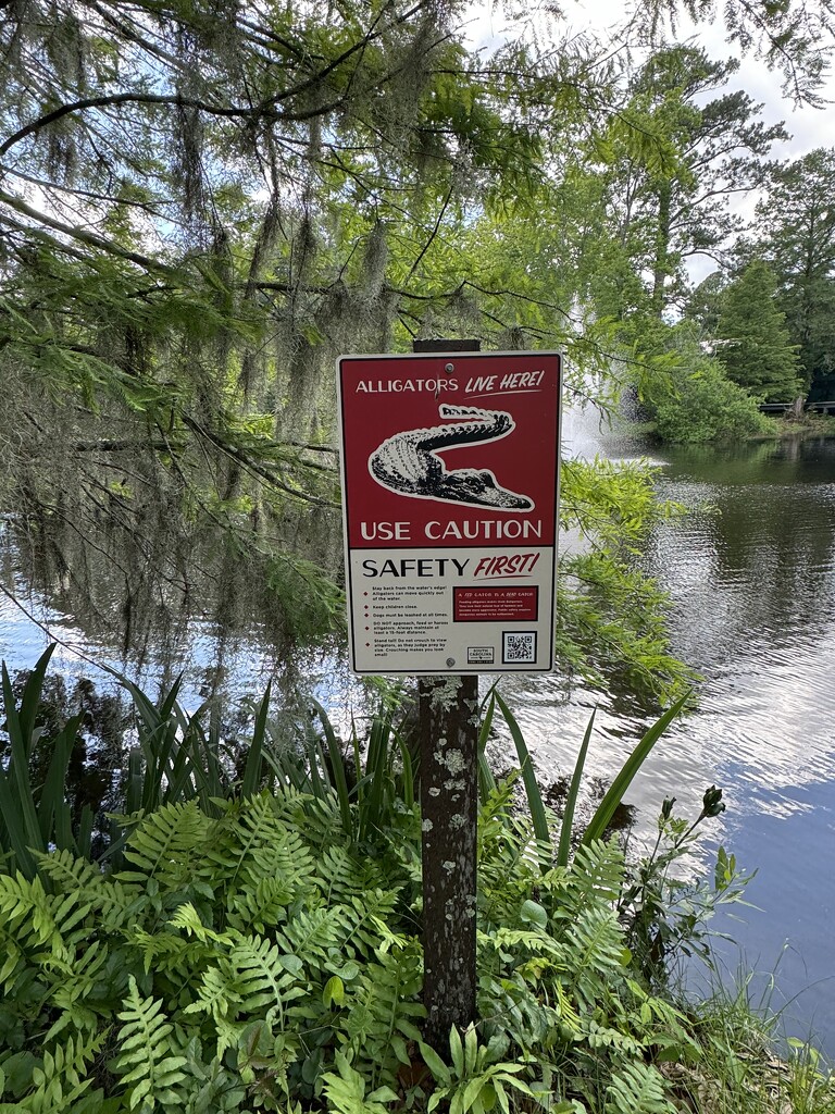 After two recent close encounters, I am being extra cautious! by congaree