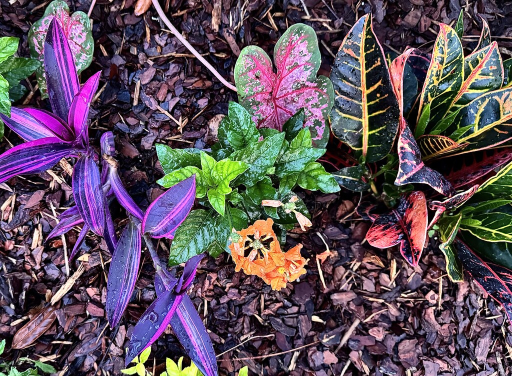 Colorful garden mixture by congaree