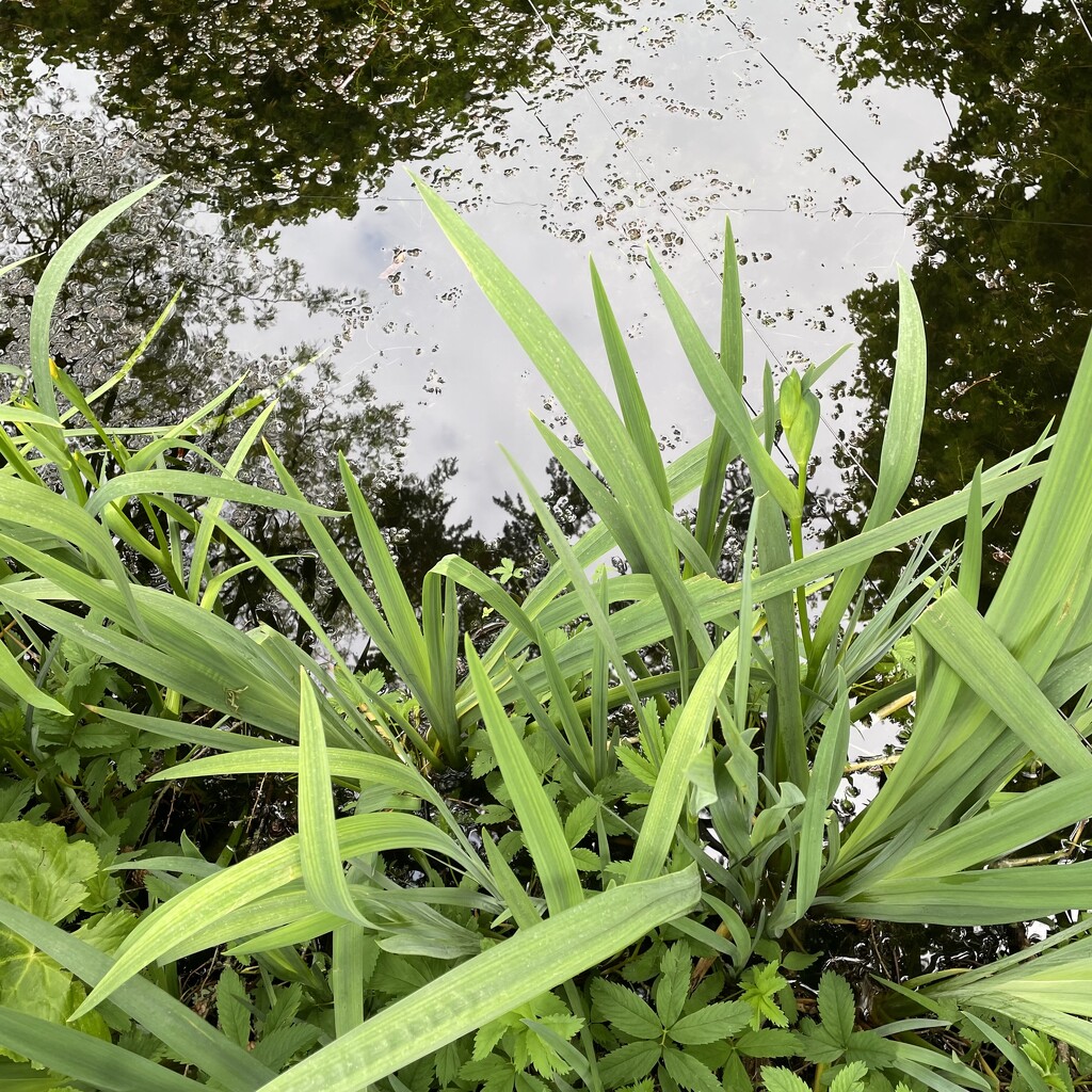 Plants and pond  by jacqbb