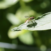 12th May 2024 - Hoverfly