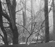 2nd Feb 2011 - fog backyard BW