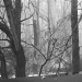 fog backyard BW by hjbenson