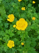12th May 2024 - Buttercup 