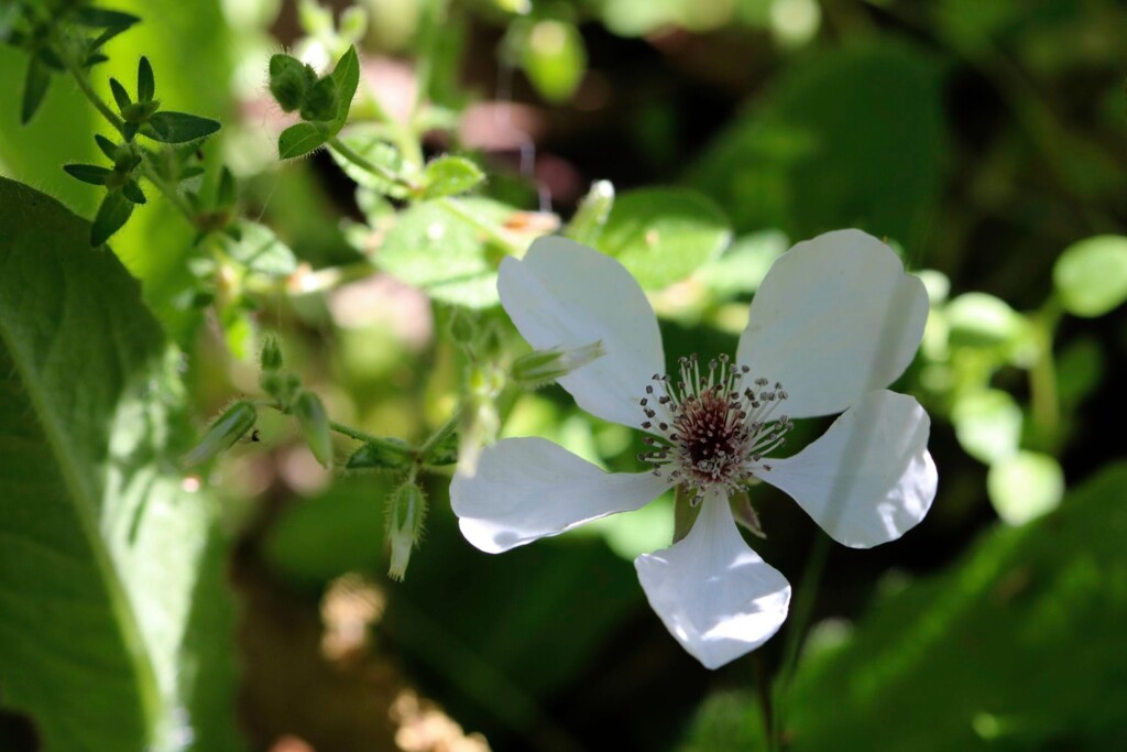 Dewberry blossom... by marlboromaam