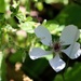 Dewberry blossom... by marlboromaam