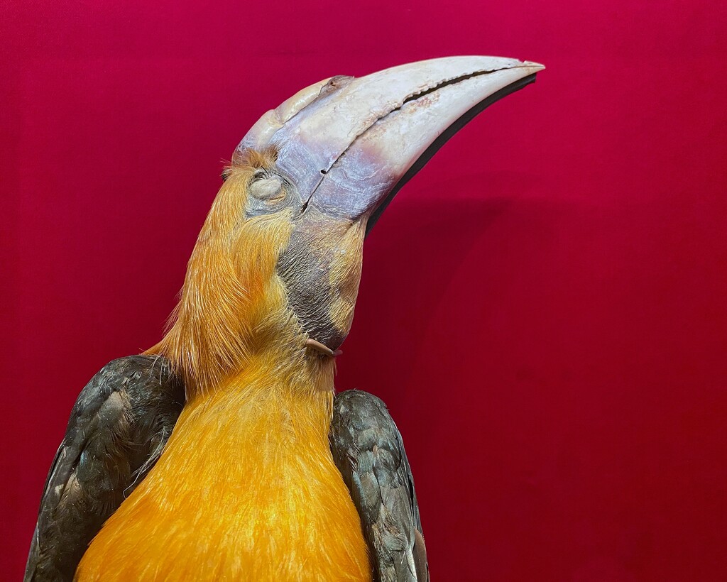 I know it’s a Papuan hornbill and not an ex-parrot. It became an ex-hornbill in 1788.  by johnfalconer