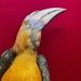 I know it’s a Papuan hornbill and not an ex-parrot. It became an ex-hornbill in 1788. 
