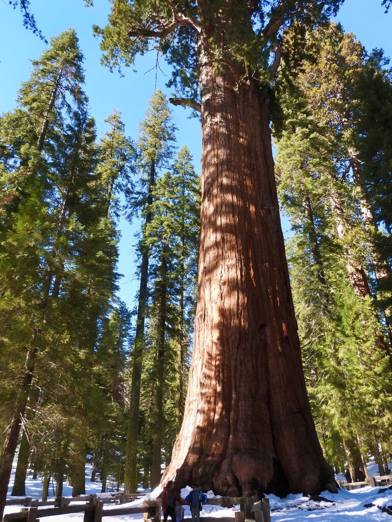 General Sherman, Largest Tree in the World, Sequoia National Park, California by janeandcharlie