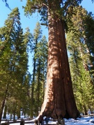 12th May 2024 - General Sherman, Largest Tree in the World, Sequoia National Park, California