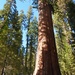 General Sherman, Largest Tree in the World, Sequoia National Park, California