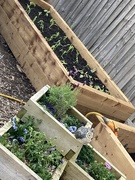 11th May 2024 - Raised Beds