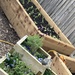 Raised Beds