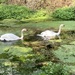 Swans by cataylor41