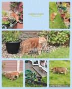 12th May 2024 - Hunter and Holly enjoy their second day exploring the garden.