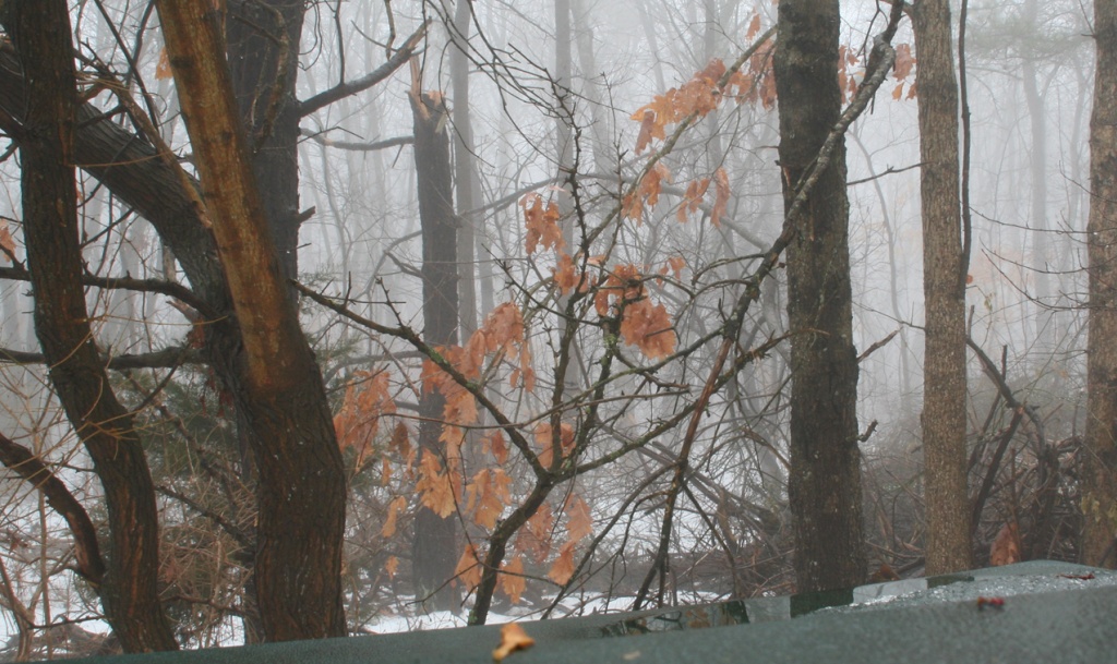 fog backyard by hjbenson